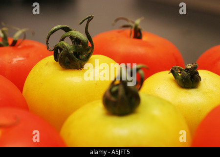 Les tomates rouges et jaunes Banque D'Images