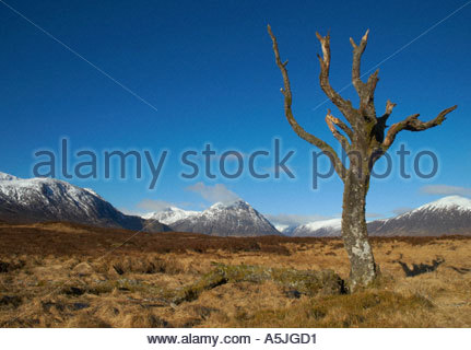 Un arbre mort sur Rannoch Moor Ecosse Banque D'Images