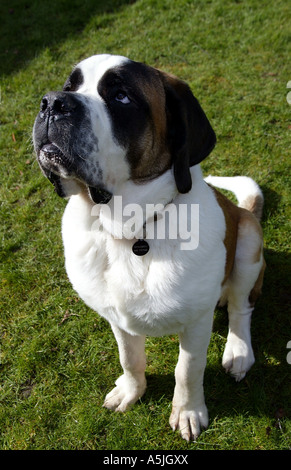 Jeune chien Saint Bernard Banque D'Images