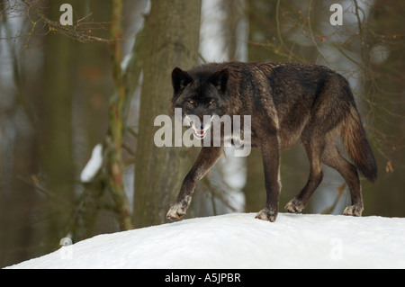 Le loup de l'Est (Canis lupus lycaon) Banque D'Images