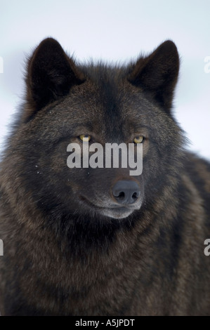 Le loup de l'Est (Canis lupus lycaon) Banque D'Images