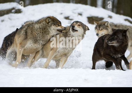 Le loup de l'Est (Canis lupus lycaon) bois de l'Est, la lutte contre les loups (Canis lupus lycaon) Banque D'Images