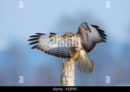 Buse variable (Buteo buteo), landing Banque D'Images