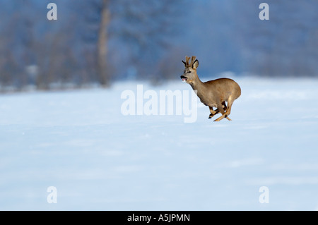 Running deer, (Capreolus capreolus) Banque D'Images