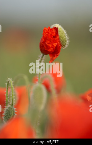 Champ de coquelicots [Papaver rhoeas], bouton floral ouverture dans la lumière du soleil du matin, 'close up' détail, England, UK Banque D'Images