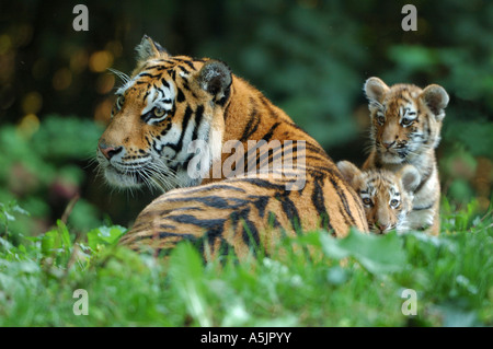 , Sibérie, Tiger (Panthera tigris altaica), femme avec deux oursons Banque D'Images