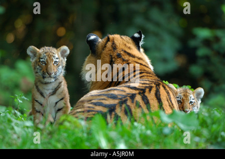 , Sibérie, Tiger (Panthera tigris altaica), femme avec deux oursons Banque D'Images