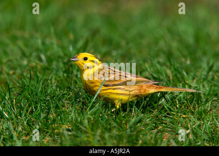 Yellowhammer Emberiza citrinella en alimentation herbe lokking potton alerte bedfordshire Banque D'Images