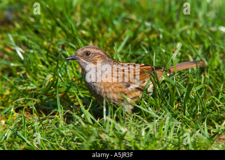 Nid Prunella modularis AKA Hedge sparrow le terrain donnant sur pour l'alimentation potton bedfordshire Banque D'Images