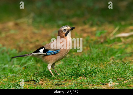 Jay Garrulus glandarius debout sur l'herbe rugueuse à potton alerte bedfordshire Banque D'Images