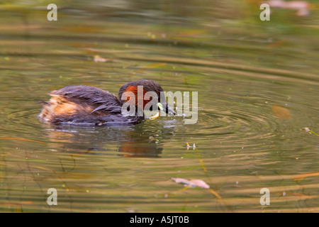 Grèbe castagneux Tachybaptus ruficollis natation sur mill pond avec réflexion et de rides derbyshire Banque D'Images