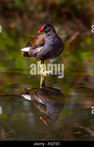 Gallinule poule-d'eau Gallinula chloropus debout sur branche avec reflection in mill pond derbyshire Banque D'Images