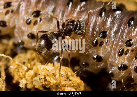 Ant Lasius niger jardin noir les larves de la manger bedfordshire potton Banque D'Images