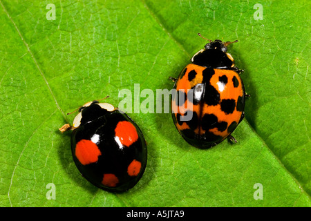 Harmonia axyridis coccinelle arlequin deux formes sur leaf bedfordshire potton Banque D'Images