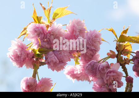 Sur fleur de cerisier Prunus Kiku Shidare Zakura contre le ciel bleu. Également connu sous le nom de Cheals des pleurs Banque D'Images