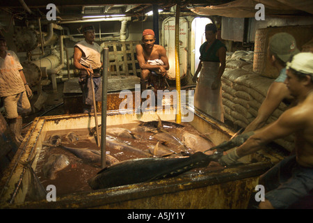 Thon à nageoires jaunes de tri dans le réservoir de rétention de trawler prête pour le déchargement dans Port de Caldera Costa Rica Amérique Centrale Banque D'Images