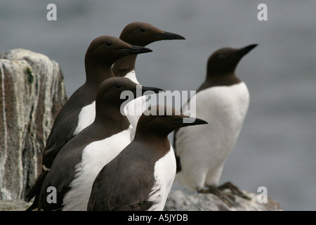 Groupe des Guillemots sur des roches à l'île de mai l'Ecosse Banque D'Images