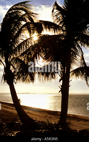 Palmiers tropicaux Scenic Banque D'Images