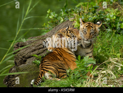 Tigre de Sumatra (Panthera tigris sumatrae) d'oursons Banque D'Images