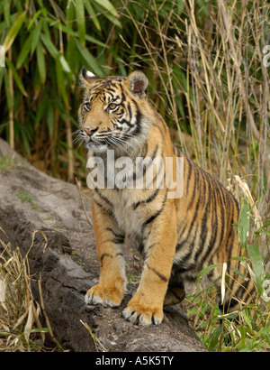 Tigre de Sumatra (Panthera tigris sumatrae) cub Banque D'Images