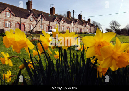 Les jonquilles poussent en avant d'une rangée de cottages en terrasse silex Glynde East Sussex Banque D'Images