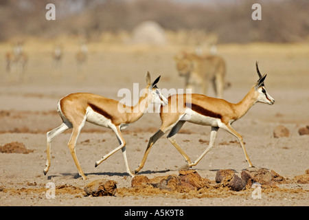 Lionne, lion (Panthera leo), le springbok (Antidorcas marsupialis), Nxai Pan, Pan Makgadikgadi National Park, Botswana, Africa Banque D'Images