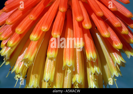 Red Hot Poker Plante (Kniphofia) in garden Banque D'Images