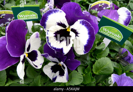 Mauve et blanc pensées en vente au printemps dans un centre de jardinage Wyevale Banque D'Images