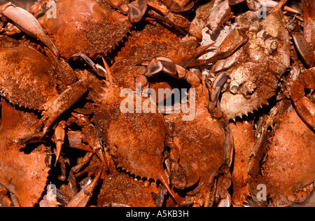 La vapeur de la mer crabe bleu est devenu rouge assaisonnement sur la coquille Banque D'Images