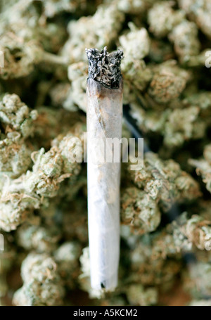 Commune de gravure se trouve au sommet de la marijuana séchée blooms Banque D'Images