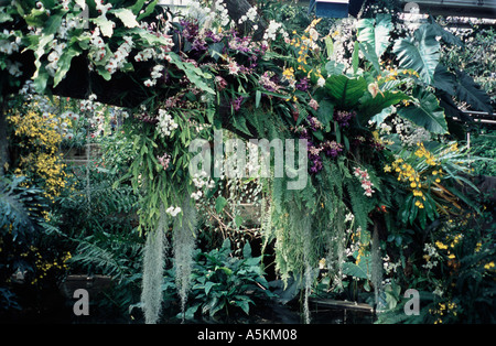 Princess of Wales conservatory orchid afficher les jardins de Kew UK Surrey Banque D'Images