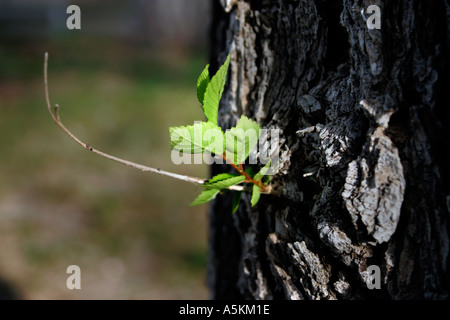 Feuilles de pecan tree à l'après un marathon dans le parc historique d'une communauté du désert dans l'ouest du Texas Banque D'Images