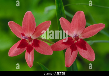 FREESIA laxa Syn. Anomatheca laxa Lameirousia cruenta Anomatheca laxa Lameirousia laxa Banque D'Images