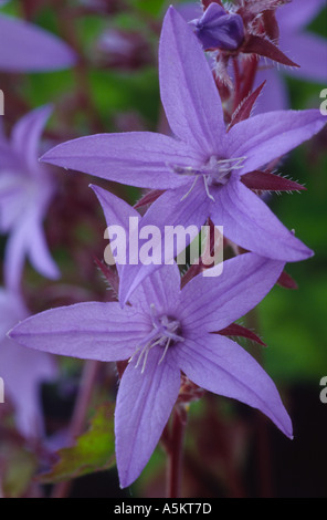 Campanula poscharskyana. Bellflower Banque D'Images