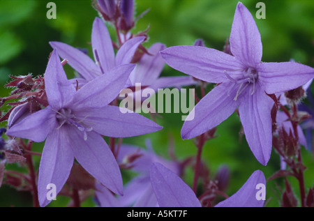 Campanula poscharskyana. Bellflower Banque D'Images