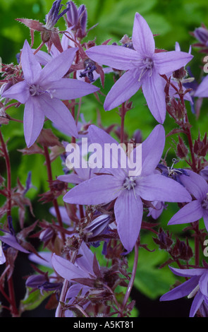 Campanula poscharskyana. Bellflower Banque D'Images