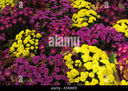 Au cours de l'automne en fleurs fleurs colorées dans le jardin des Tuileries, Paris, France. Banque D'Images