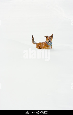 Chien dans la neige Banque D'Images