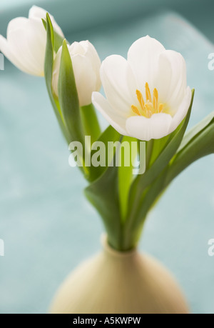 Close up of flowers in vase Banque D'Images