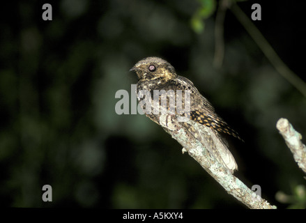 Pauvres Whip Caprimulgus vociferus perché sur branche morte Banque D'Images