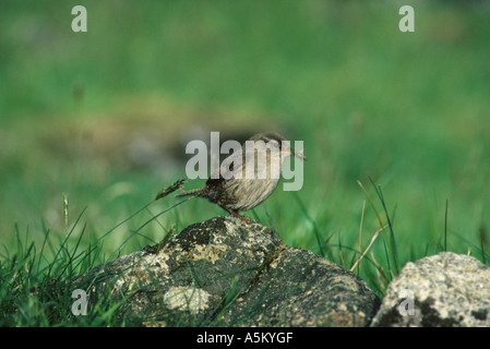 Saint Kilda Wren Troglodytes hirtensis t debout sur rock avec de la nourriture dans son bec . Ces oiseaux peuvent être 25 % plus grand que les oiseaux continentale Banque D'Images