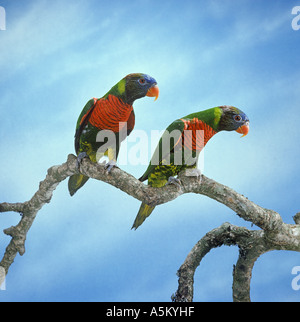 Lory Louisiade Lorius hypoinochrous Banque D'Images