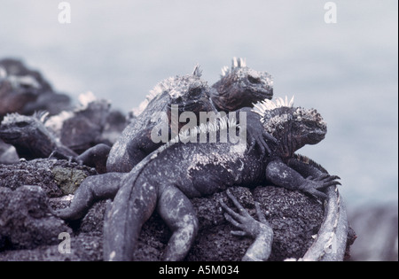 Iguanes marins des Galapagos pèlerin Banque D'Images