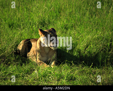 Lionne jeté dans l'herbe le Masai Mara National Reserve Afrique Kenya Banque D'Images
