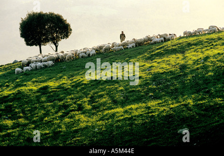 Sheperd sur la colline avec des moutons Banque D'Images