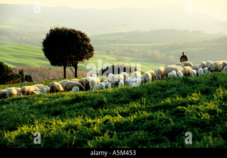 Shepard sur la colline avec des moutons Banque D'Images