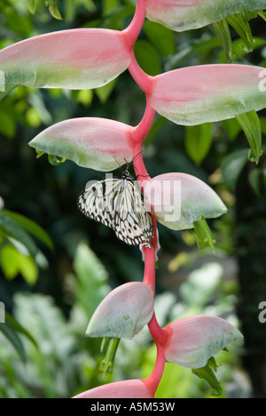 Papillon Ideopsis gaura perekana sur les fleurs roses de Heliconia chartaceae dans les jardins botaniques de Kuala Lumpur Banque D'Images