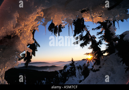 La glace et la neige couvre les sapins sur le mont Grand Arber, Bavarois Forêt , Bavaria, Germany, Europe Banque D'Images