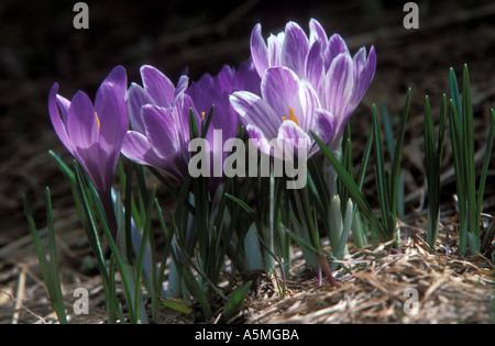 Krokus Frühlings Kit Crocus albiflorus Safran Iridaceae Alpes Bernoises alpes Suisse Banque D'Images