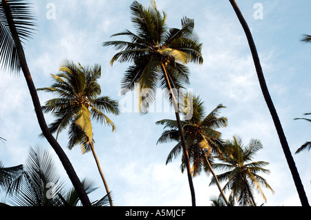 RAJ98873 angle faible de nombreux Cocotiers dans une cocoteraie avec ciel bleu et nuages blancs de l'Inde Banque D'Images